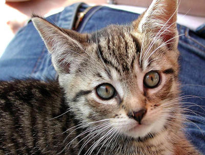 Stanley cat
