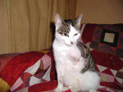 u2/dave_harfield/medium/491130.3LEGGEDCAT.jpg