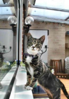 Millie cat