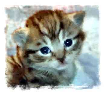 Water color cat