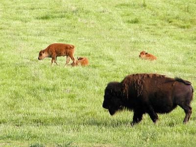 Buffalo calf.jpg