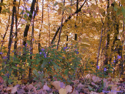 Blue fall flowers.jpg