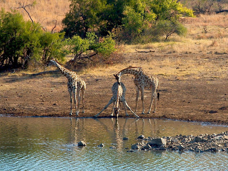 Watering Hole