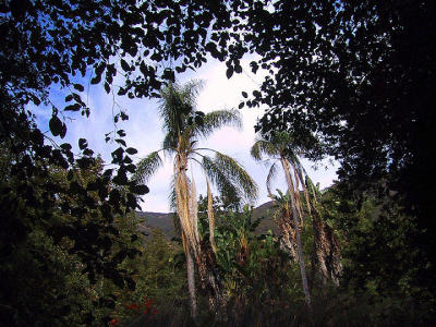 peripheralpalm.jpg