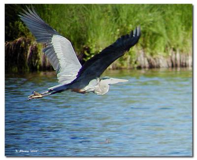 Great Blue Heron