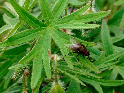 Fly on Greenery.jpg