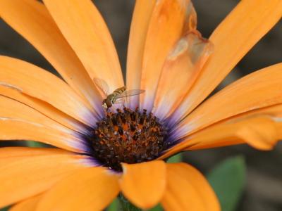 Small Bee on Yellow Flower.jpg