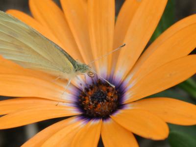 Small Butterfly.jpg