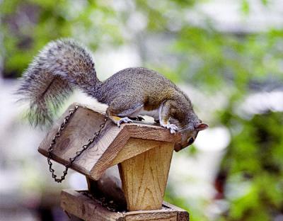 SquirrelWeb4.jpg