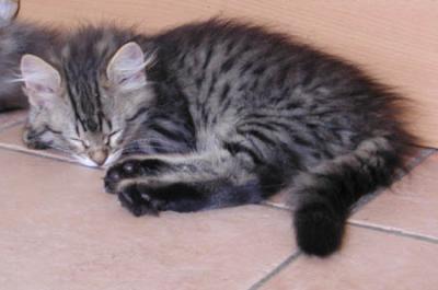 CibortTired.jpg