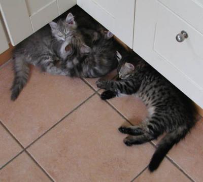 Hannis first litter