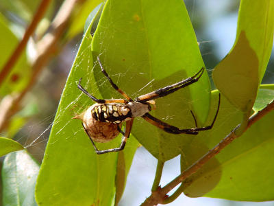 Argiope and Egg Sac2718.jpg
