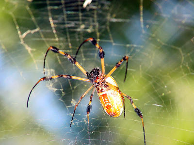 Golden Silk Spider 2575.jpg
