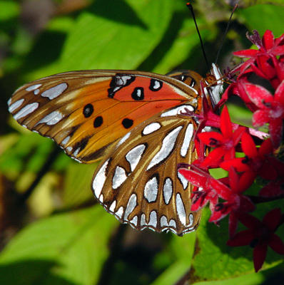 Gulf Fritillary 2722.jpg