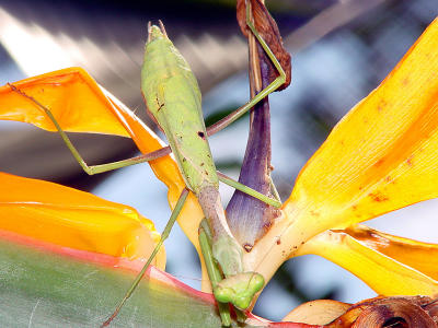Mantis in Paradise 2584.jpg