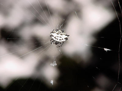 Orb Weaver 2546.jpg