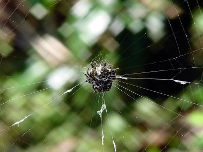 Orb Weaver Below.jpg