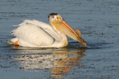 American White Pelican