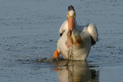 American White Pelican