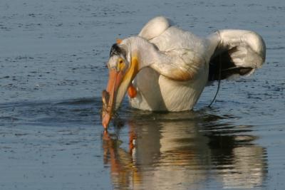 American White Pelican