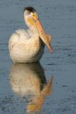 American White Pelican