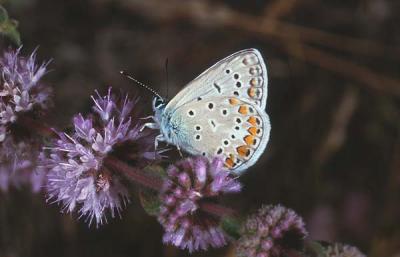 blauwtje op pepermunt