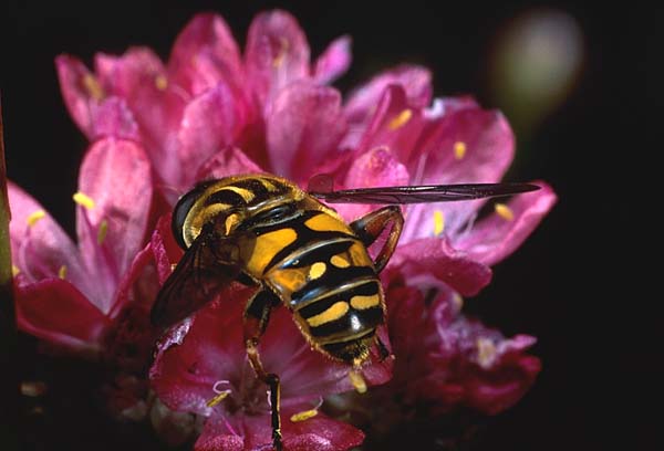 Helophilus pendulus