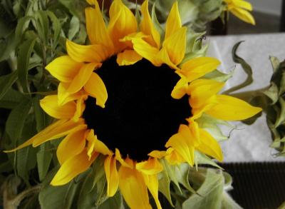 Sun flower.jpg