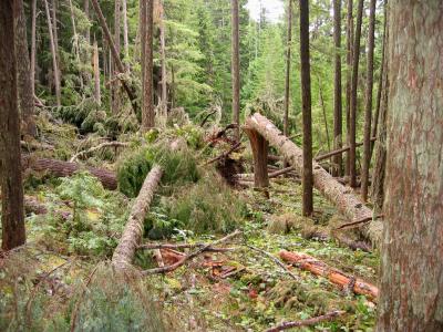 More downed trees