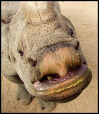 Rhinomouth
