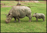 Rhinos