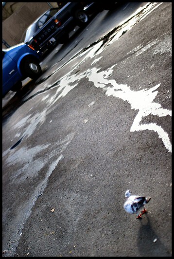 Pigeon