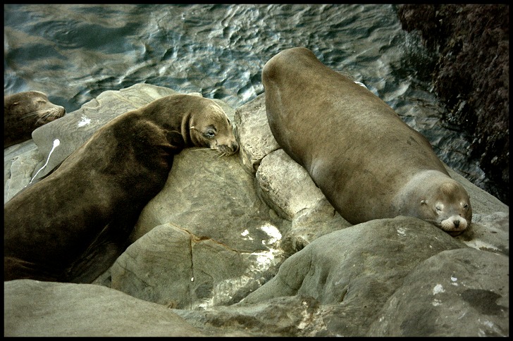 SeaLionsLaJolla