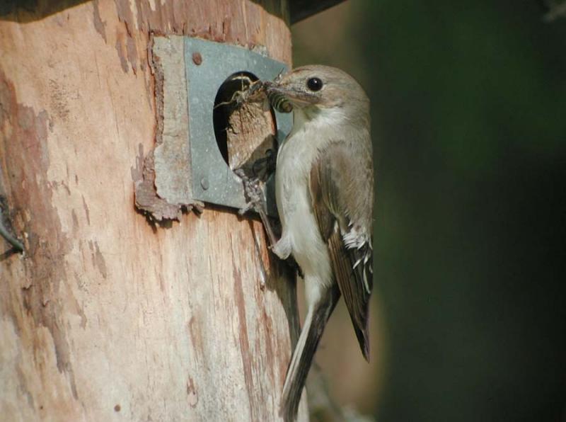Ficedula-hypoleuca.jpg