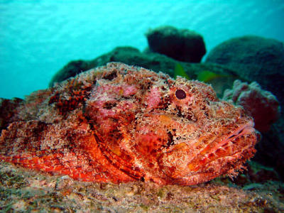 Scorpionfish