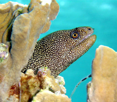 Goldentail Moray