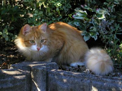 PomPomTail.jpg