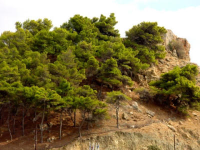 pine-trees.jpg