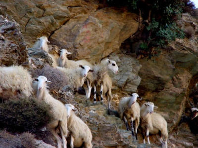 sheep-on-the-rocks.jpg