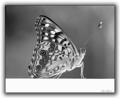 Monotone Butterfly