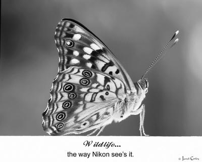 butterfly-nikon-ad.jpg
