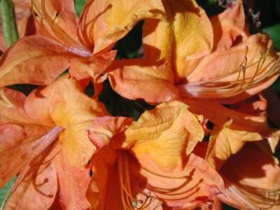 azalea-orange.jpg