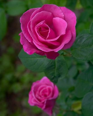CRW_6768.jpg