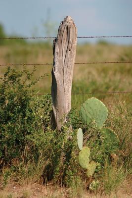 Divider-Post