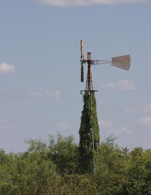 Vine-Covered-Wind-Mill