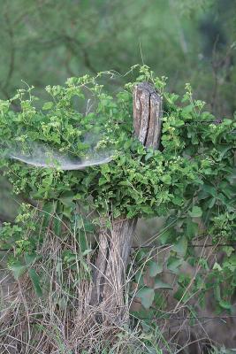 Ivy-Web-Post