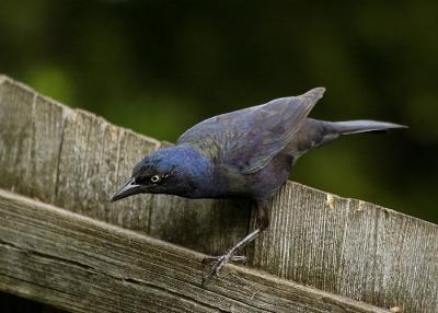 Grackle Eying Breakfast