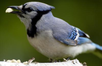 Bluejay Closeup