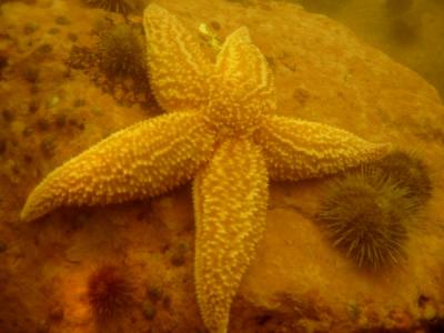 Another starfish, with urchin friend