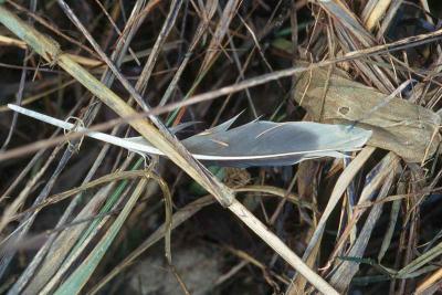 Feather 001(1-02).jpg